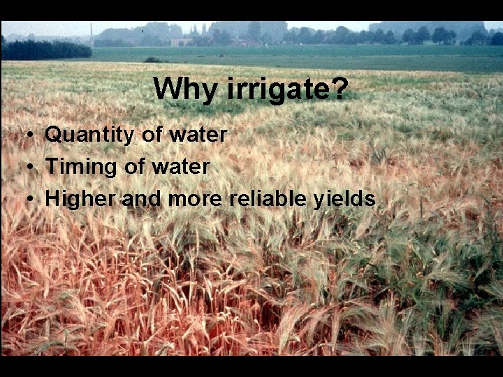 Why irrigate? • Quantity of water • Timing of water • Higher and more