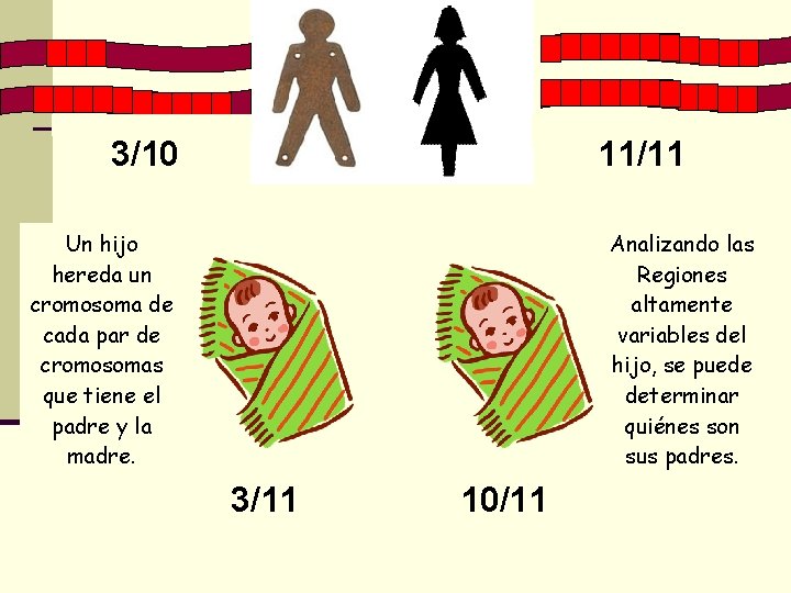 3/10 11/11 Un hijo hereda un cromosoma de cada par de cromosomas que tiene 3/10 11/11 Un hijo hereda un cromosoma de cada par de cromosomas que tiene