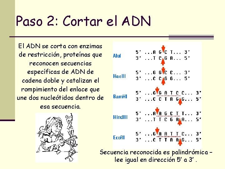 Paso 2: Cortar el ADN El ADN se corta con enzimas de restricción, proteínas Paso 2: Cortar el ADN El ADN se corta con enzimas de restricción, proteínas