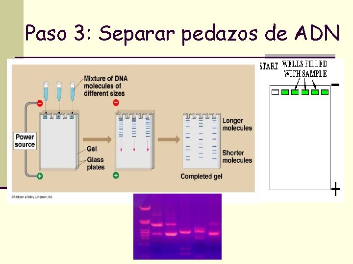 Paso 3: Separar pedazos de ADN Paso 3: Separar pedazos de ADN