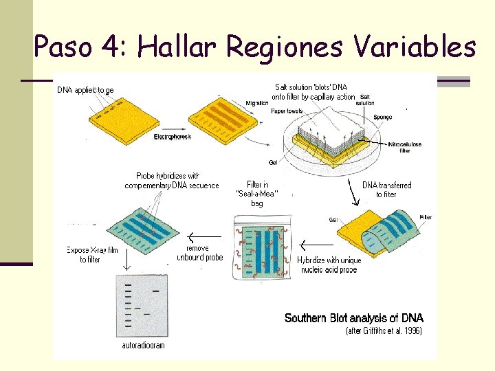 Paso 4: Hallar Regiones Variables Paso 4: Hallar Regiones Variables