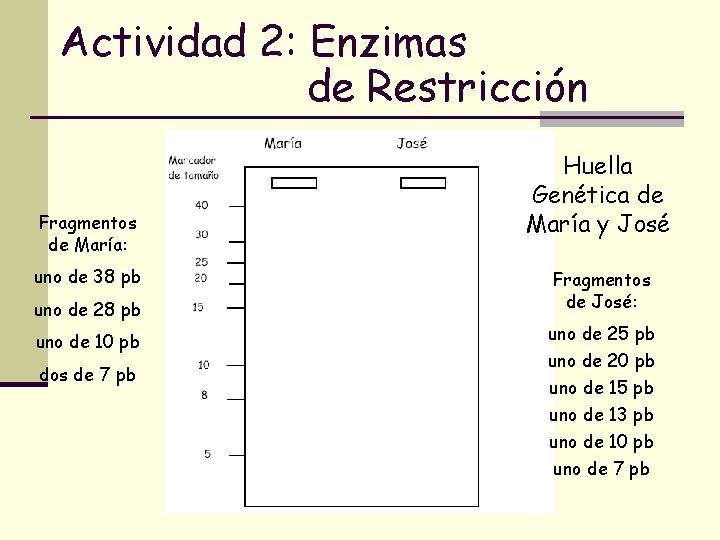 Actividad 2: Enzimas de Restricción Fragmentos de María: uno de 38 pb uno de Actividad 2: Enzimas de Restricción Fragmentos de María: uno de 38 pb uno de