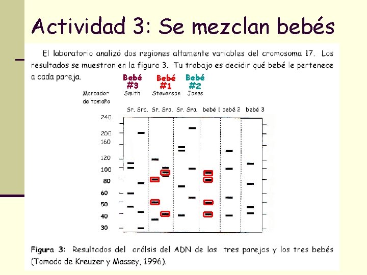 Actividad 3: Se mezclan bebés Bebé #3 Bebé #1 Bebé #2 Actividad 3: Se mezclan bebés Bebé #3 Bebé #1 Bebé #2