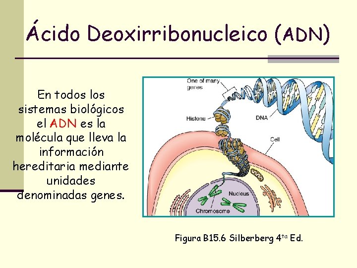 Ácido Deoxirribonucleico (ADN) En todos los sistemas biológicos el ADN es la molécula que Ácido Deoxirribonucleico (ADN) En todos los sistemas biológicos el ADN es la molécula que
