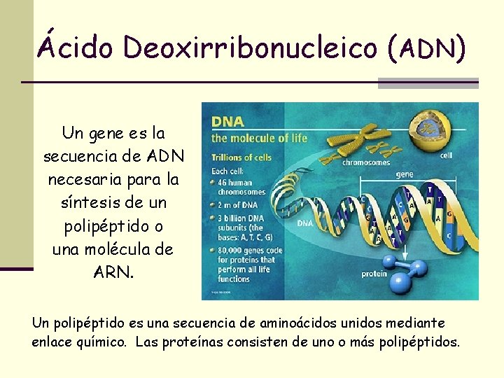 Ácido Deoxirribonucleico (ADN) Un gene es la secuencia de ADN necesaria para la síntesis Ácido Deoxirribonucleico (ADN) Un gene es la secuencia de ADN necesaria para la síntesis