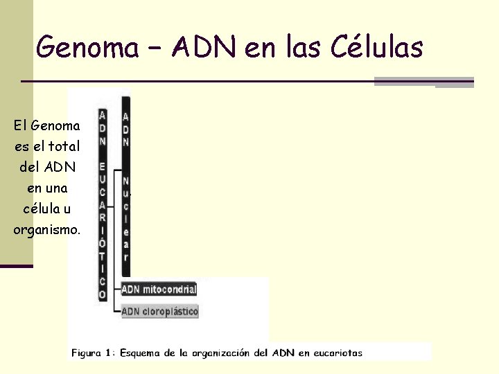 Genoma − ADN en las Células El Genoma es el total del ADN en Genoma − ADN en las Células El Genoma es el total del ADN en