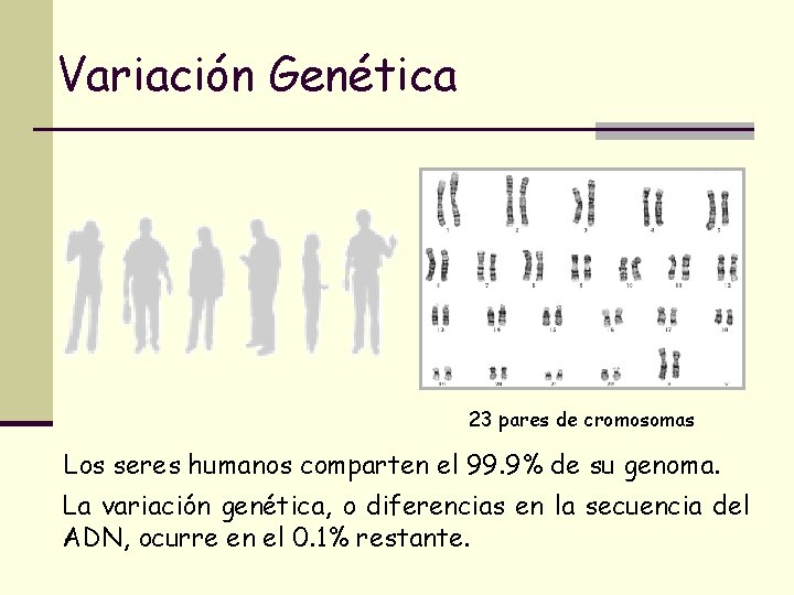 Variación Genética 23 pares de cromosomas Los seres humanos comparten el 99. 9% de Variación Genética 23 pares de cromosomas Los seres humanos comparten el 99. 9% de