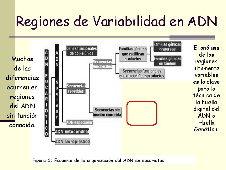 Regiones de Variabilidad en ADN Muchas de las diferencias ocurren en regiones del ADN Regiones de Variabilidad en ADN Muchas de las diferencias ocurren en regiones del ADN