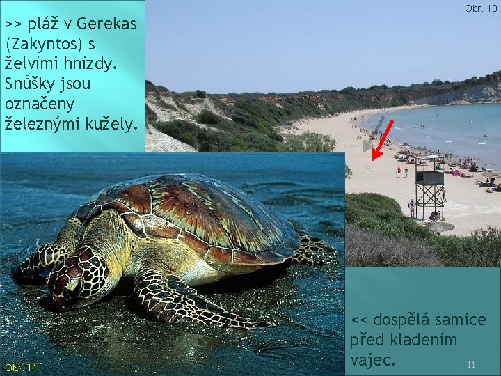 >> pláž v Gerekas (Zakyntos) s želvími hnízdy. Snůšky jsou označeny železnými kužely. Obr.