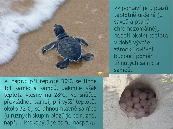 Obr. 13 Ø např. : při teplotě 30 o. C se líhne 1: 1