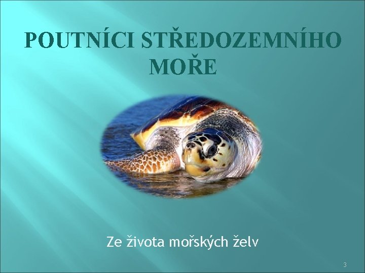 POUTNÍCI STŘEDOZEMNÍHO MOŘE Ze života mořských želv 3 
