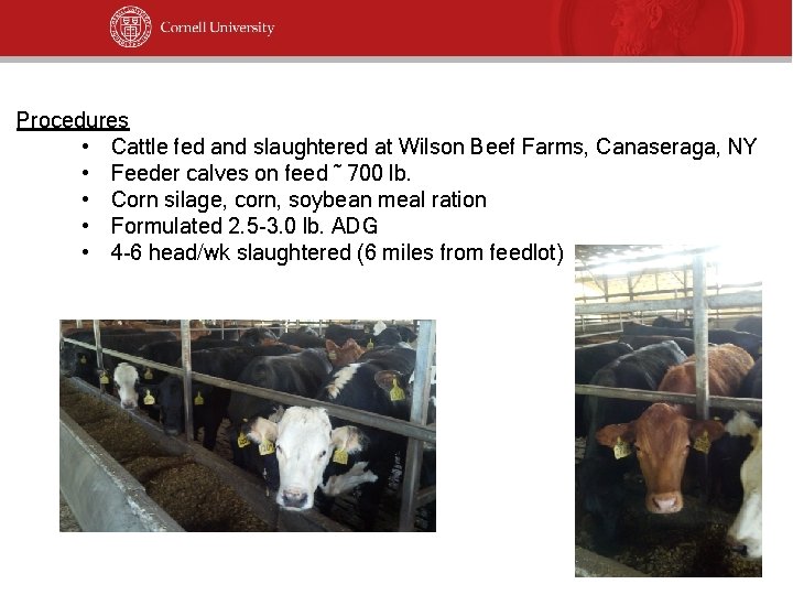 Procedures • Cattle fed and slaughtered at Wilson Beef Farms, Canaseraga, NY • Feeder