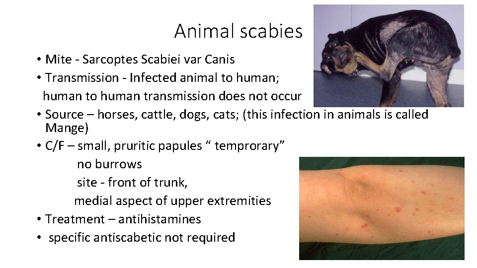 Animal scabies • Mite - Sarcoptes Scabiei var Canis • Transmission - Infected animal