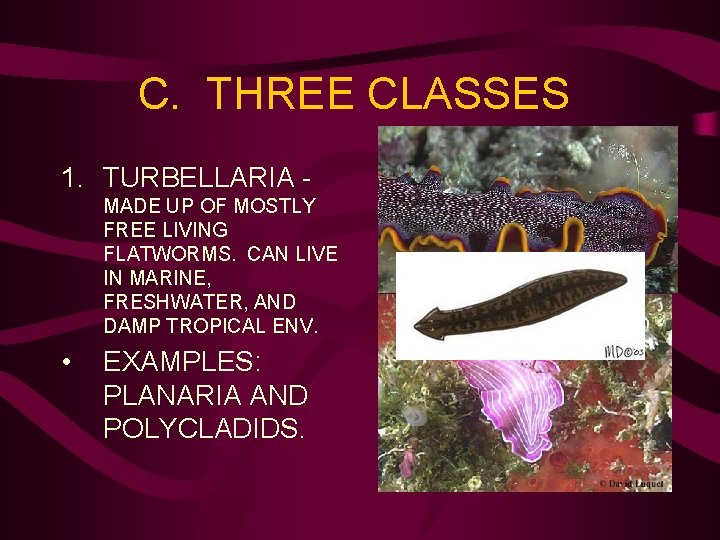 C. THREE CLASSES 1. TURBELLARIA MADE UP OF MOSTLY FREE LIVING FLATWORMS. CAN LIVE