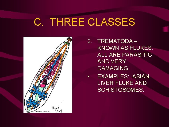 C. THREE CLASSES 2. TREMATODA – KNOWN AS FLUKES. ALL ARE PARASITIC AND VERY