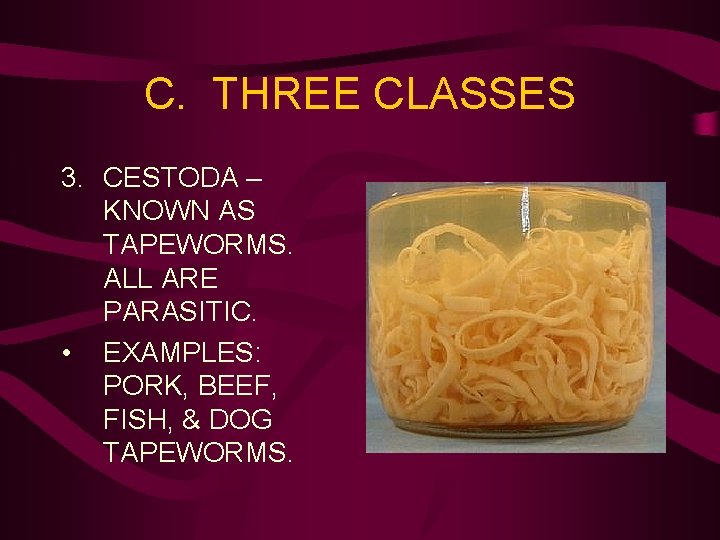 C. THREE CLASSES 3. CESTODA – KNOWN AS TAPEWORMS. ALL ARE PARASITIC. • EXAMPLES: