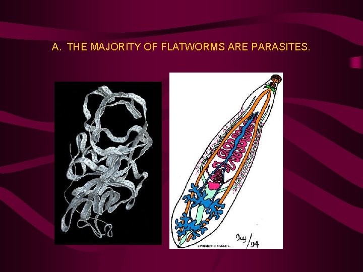 A. THE MAJORITY OF FLATWORMS ARE PARASITES. 