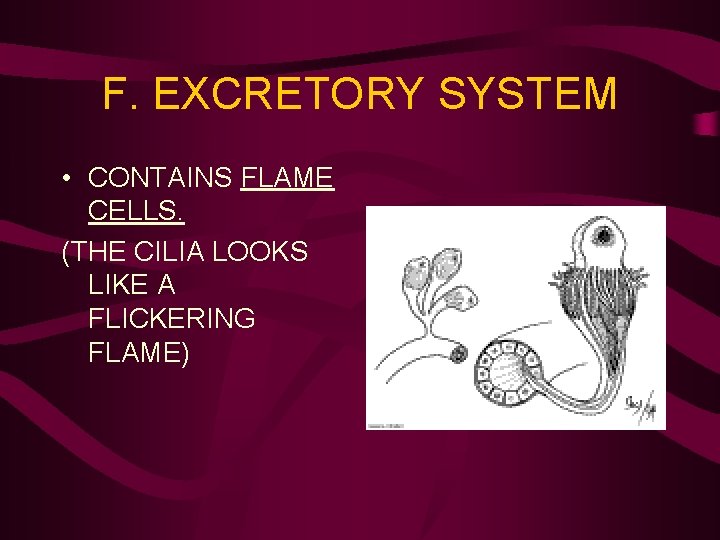 F. EXCRETORY SYSTEM • CONTAINS FLAME CELLS. (THE CILIA LOOKS LIKE A FLICKERING FLAME)