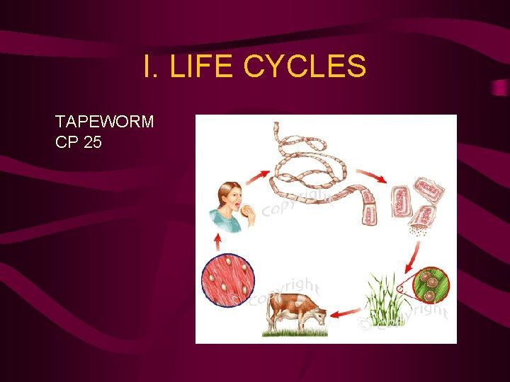 I. LIFE CYCLES TAPEWORM CP 25 