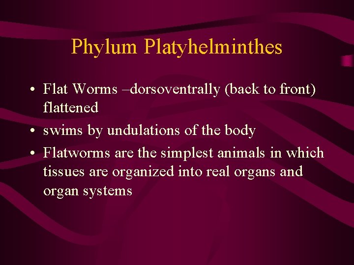 Phylum Platyhelminthes • Flat Worms –dorsoventrally (back to front) flattened • swims by undulations