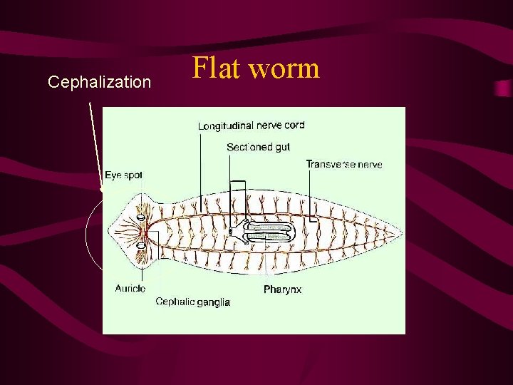 Cephalization Flat worm 