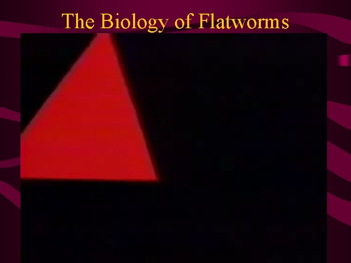 The Biology of Flatworms 