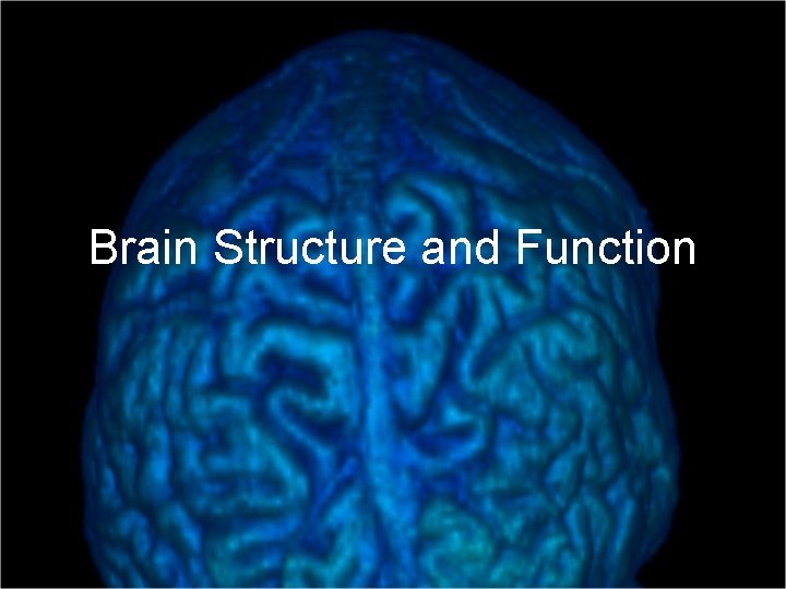 Brain Structure and Function 