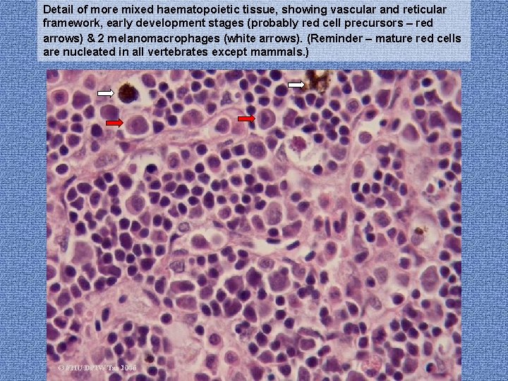 Detail of more mixed haematopoietic tissue, showing vascular and reticular framework, early development stages