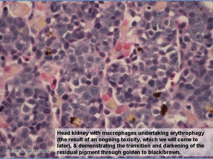 Head kidney with macrophages undertaking erythrophagy (the result of an ongoing toxicity, which we