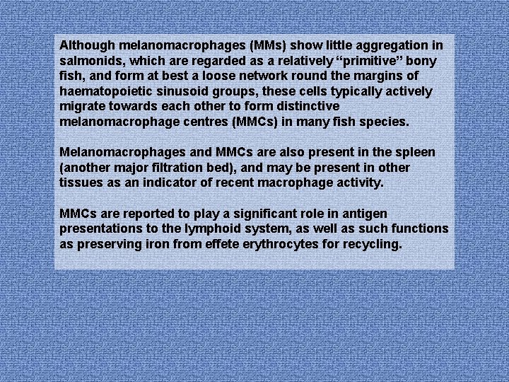 Although melanomacrophages (MMs) show little aggregation in salmonids, which are regarded as a relatively
