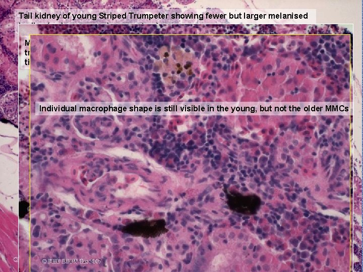 Tail kidney of young Striped Trumpeter showing fewer but larger melanised bodies (melanomacrophage centres).