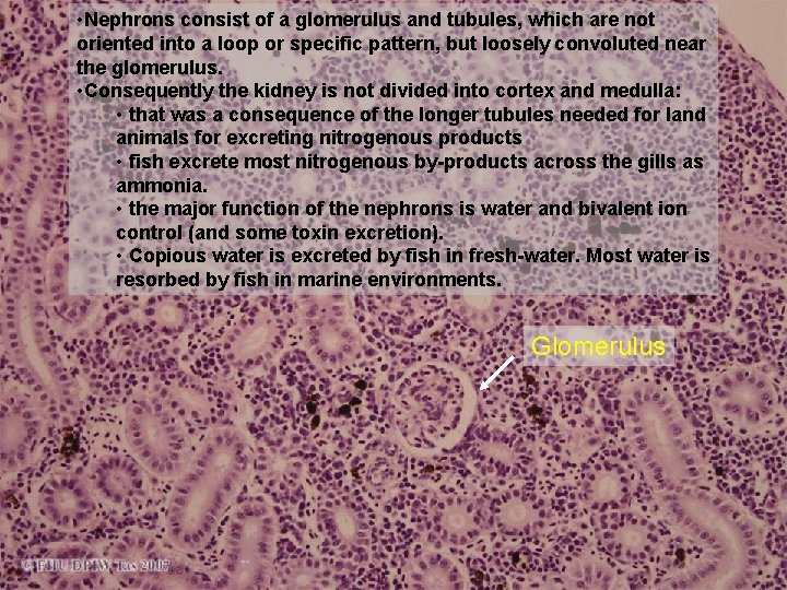  • Nephrons consist of a glomerulus and tubules, which are not oriented into
