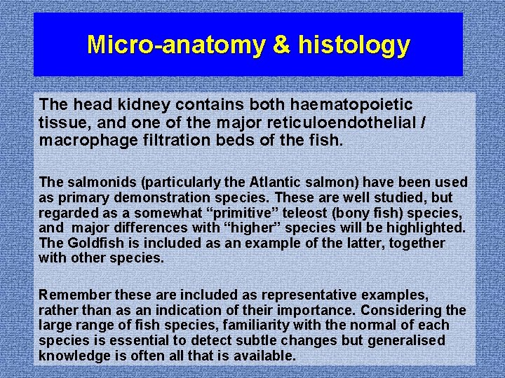 Micro-anatomy & histology The head kidney contains both haematopoietic tissue, and one of the