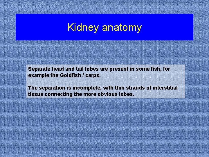 Kidney anatomy Separate head and tail lobes are present in some fish, for example