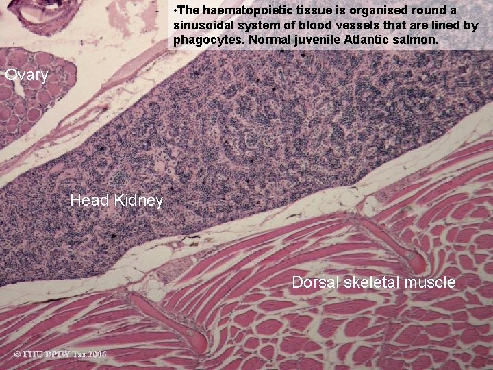  • The haematopoietic tissue is organised round a sinusoidal system of blood vessels