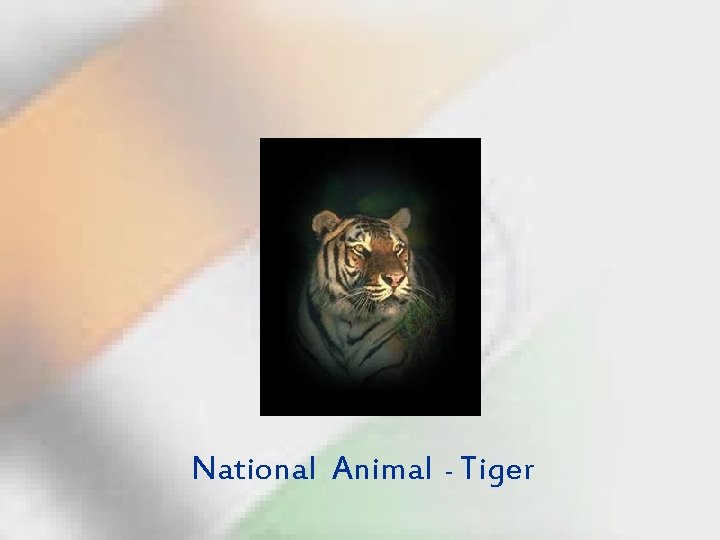 National Animal - Tiger 