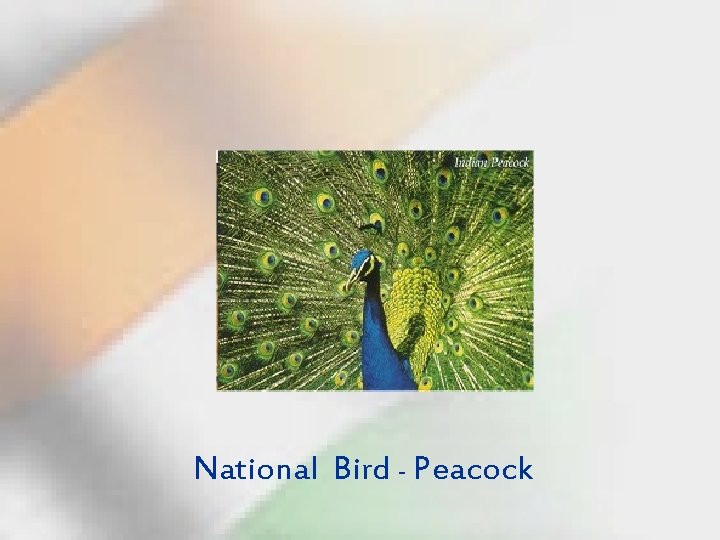 National Bird - Peacock 