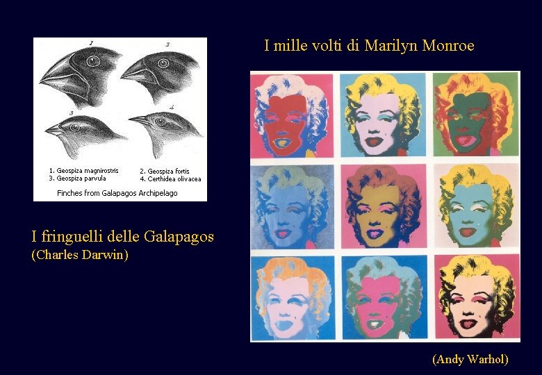 I mille volti di Marilyn Monroe I fringuelli delle Galapagos (Charles Darwin) (Andy Warhol) I mille volti di Marilyn Monroe I fringuelli delle Galapagos (Charles Darwin) (Andy Warhol)