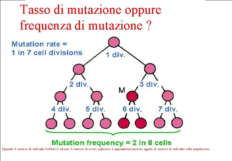 Tasso di mutazione oppure frequenza di mutazione ? Quando il numero di individui (cellule) Tasso di mutazione oppure frequenza di mutazione ? Quando il numero di individui (cellule)