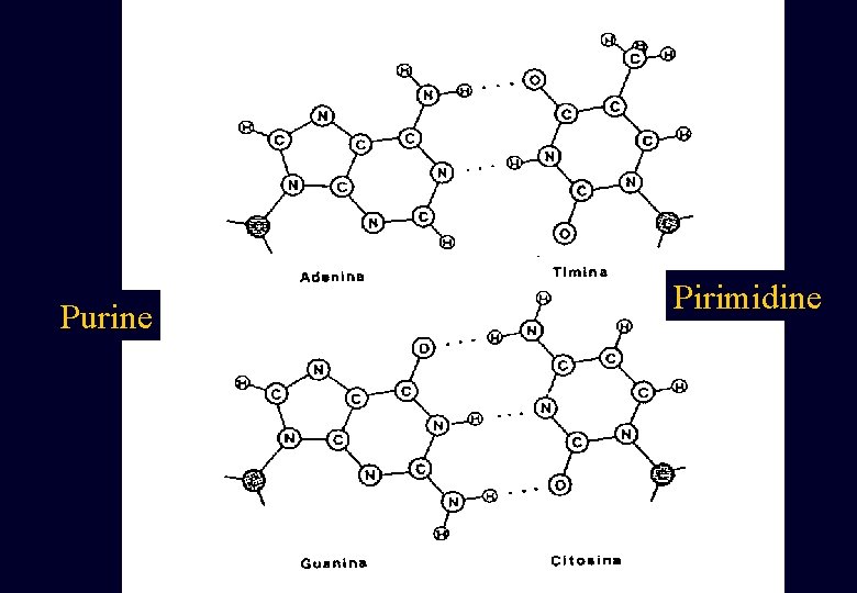 Purine Pirimidine Purine Pirimidine