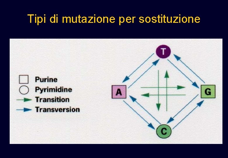Tipi di mutazione per sostituzione Tipi di mutazione per sostituzione
