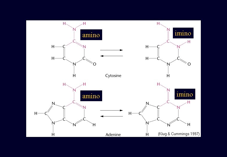 amino imino amino imino