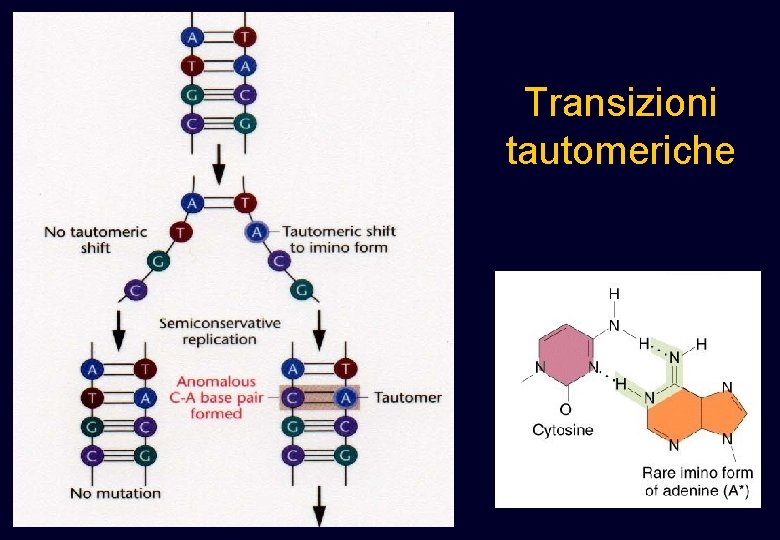 Transizioni tautomeriche Transizioni tautomeriche