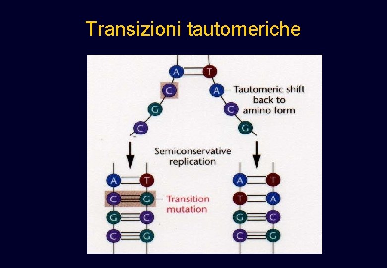 Transizioni tautomeriche Transizioni tautomeriche