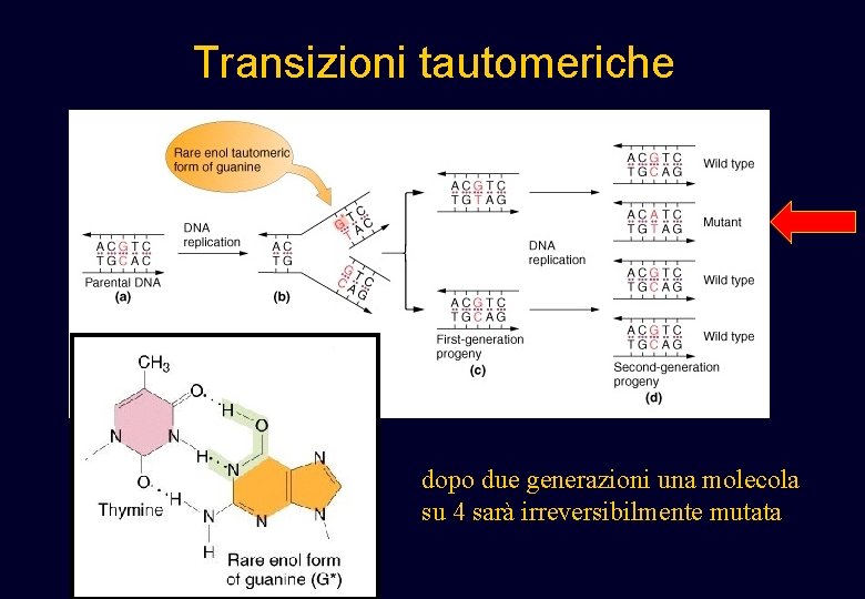Transizioni tautomeriche dopo due generazioni una molecola su 4 sarà irreversibilmente mutata Transizioni tautomeriche dopo due generazioni una molecola su 4 sarà irreversibilmente mutata