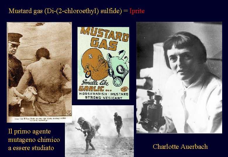 Mustard gas (Di-(2 -chloroethyl) sulfide) = Iprite Il primo agente mutageno chimico a essere Mustard gas (Di-(2 -chloroethyl) sulfide) = Iprite Il primo agente mutageno chimico a essere