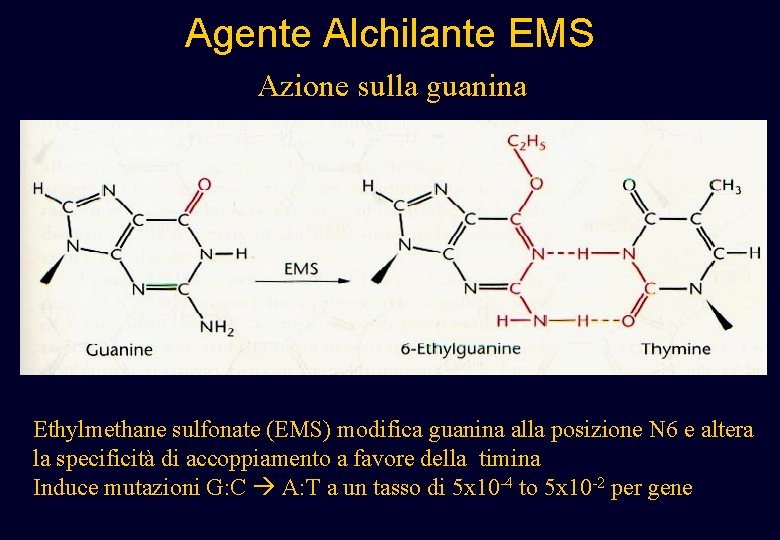 Agente Alchilante EMS Azione sulla guanina Ethylmethane sulfonate (EMS) modifica guanina alla posizione N Agente Alchilante EMS Azione sulla guanina Ethylmethane sulfonate (EMS) modifica guanina alla posizione N