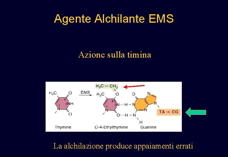 Agente Alchilante EMS Azione sulla timina La alchilazione produce appaiamenti errati Agente Alchilante EMS Azione sulla timina La alchilazione produce appaiamenti errati