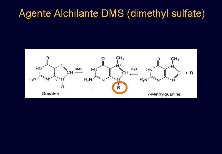 Agente Alchilante DMS (dimethyl sulfate) Agente Alchilante DMS (dimethyl sulfate)