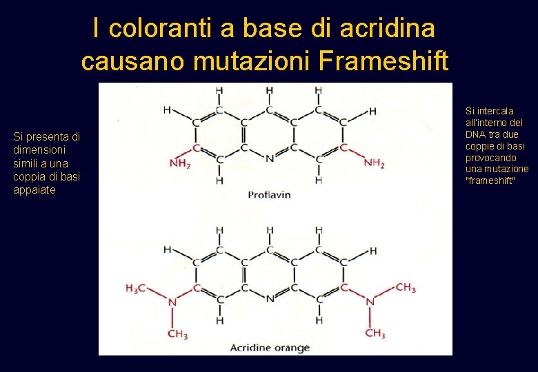 I coloranti a base di acridina causano mutazioni Frameshift Si presenta di dimensioni simili I coloranti a base di acridina causano mutazioni Frameshift Si presenta di dimensioni simili